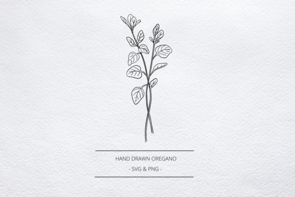 Download Oregano Herb SVG, Hand Drawn Line Art - Oregano Collection