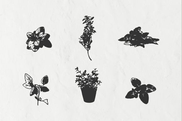 Download Oregano Vintage Illustration Vector - Oregano Collection
