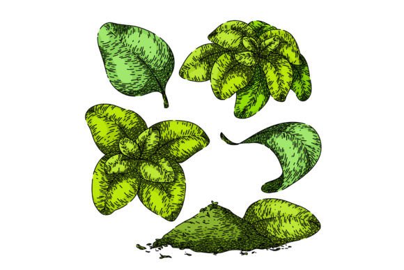 Download Oregano Set Sketch Hand Drawn Vector - Oregano Collection
