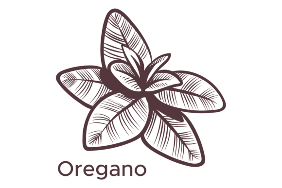 Download Oregano Leaves Sketch. Hand Drawn Spice, - Oregano Collection