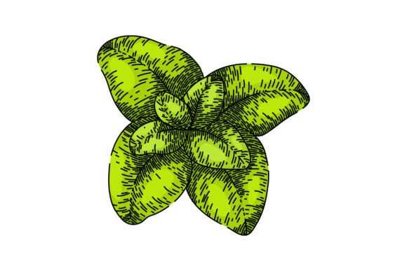 Download Fresh Oregano Sketch Hand Drawn Vector - Oregano Collection