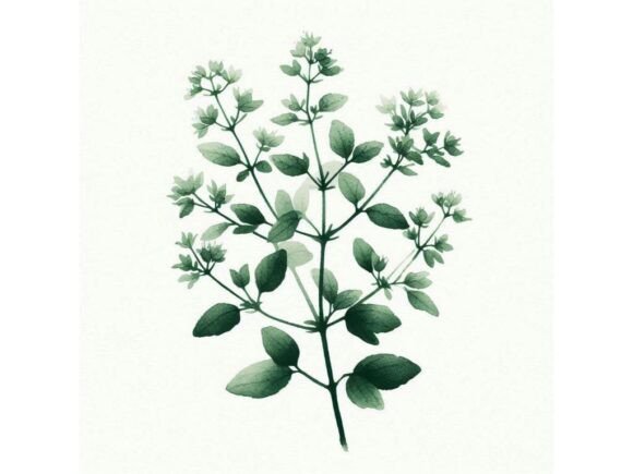 Download A Minimalist Sprig of Oregano in Soft Gr - Oregano Collection