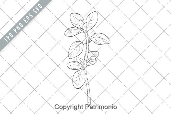 Download Oregano or Origanum Vulgare Plant Herb - Oregano Collection