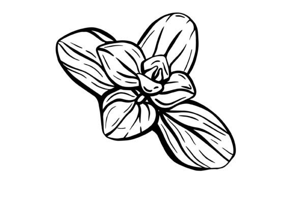 Download Oregano - Oregano Collection