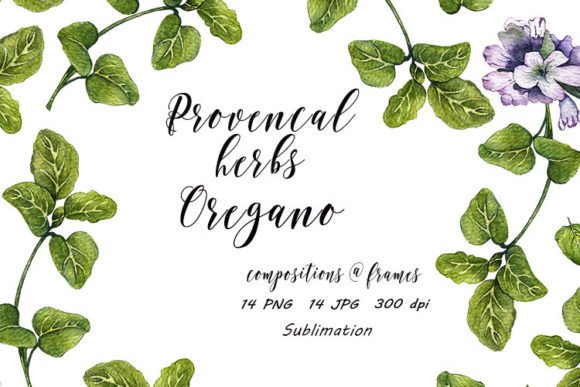 Download Set Oregano Provence Herbs JPG, PNG - Oregano Collection