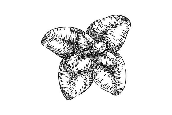 Download Fresh Oregano Sketch Hand Drawn Vector - Oregano Collection